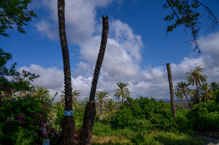 Scenic view of distant mountains framed by a lush green street with trees and traditional houses in Cyprus.の写真素材