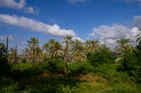 A picturesque alley lined with tall date palm trees stretching toward the clear blue sky on a sunny...