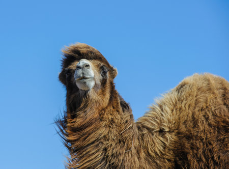A brown camel slowly walks across the dry steppe terrain in the Astrakhan region of Russia.の写真素材