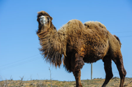 Close-up portrait of a camel faceの写真素材