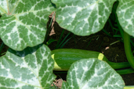 Fresh green zucchinis thriving in a well-tended farm field under the bright Mediterranean sun on Cyprus.の写真素材