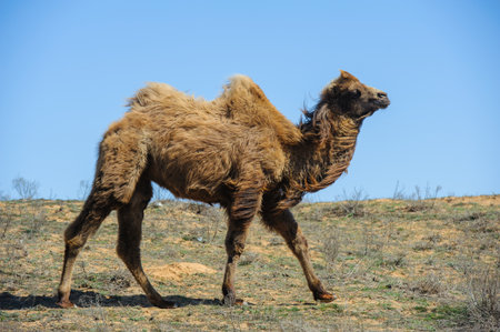 A majestic camel stands calmly under the sun on a dry, rugged terrain.の写真素材