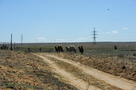 A small herd of camels walks across the vast dry steppe in Astrakhan region under the open sky.の写真素材