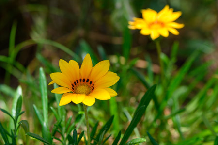 Close-up of Hardy Gazania Rigida Flower in Natural Lightの写真素材