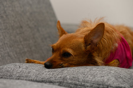 Red Miniature Pinscher Dog Resting After Surgery with Bandageの写真素材