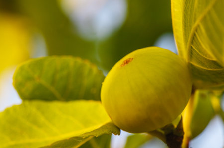 Ripe fig on a branch illuminated by golden sunset in Cyprus, scenic view of Mediterranean orchard and natural landscape.の写真素材