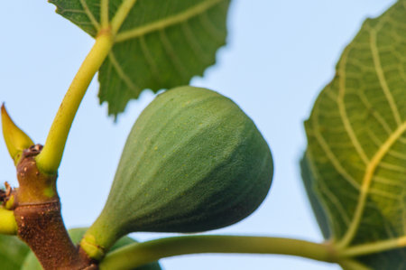 Ripe fig on a branch in Cyprus, bathed in warm sunset light, Mediterranean orchard with glowing natural scenery.の写真素材
