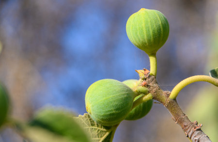 Ripe fig hanging from a branch with green leaves in Cyprus under warm sunset light. Mediterranean...