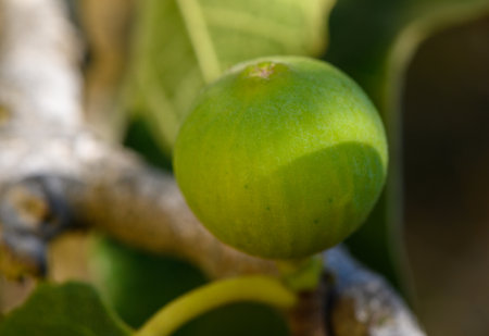 Ripe fig on a tree branch in Cyprus at sunset. Warm sunlight highlights Mediterranean orchard and...