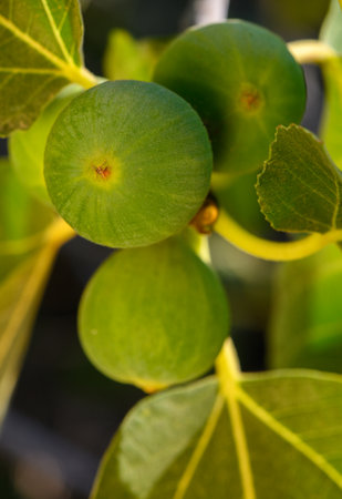 Mediterranean fig hanging from a branch in Cyprus orchard during golden sunset. Symbol of tropical...