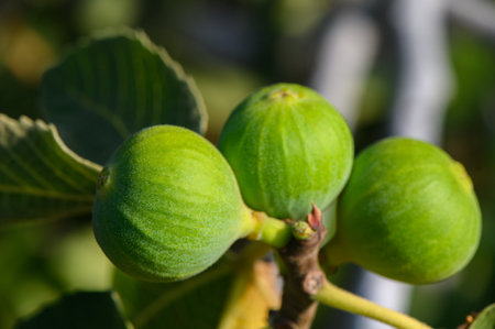 Close-up of a green fig ripening on a tree branch in Cyprus during sunset. Mediterranean fruit with...