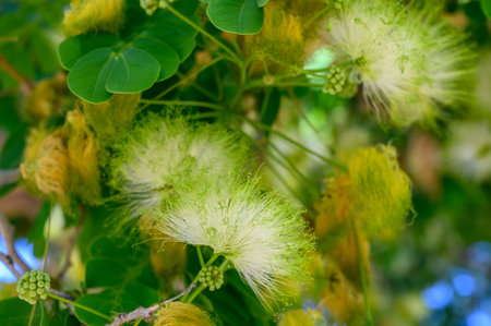 Albizia julibrissin fluffy flowers in Cyprus