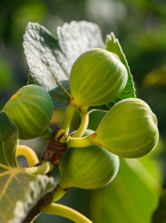 Macro shot of a ripe fig with natural spots on a tree branch. Mediterranean fruit background perfect...