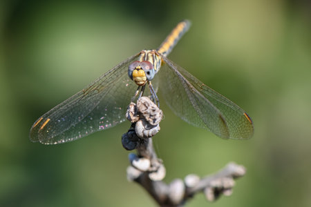 Close-up of a dragonfly sitting on a branch against a blurred green background. Macro shot...