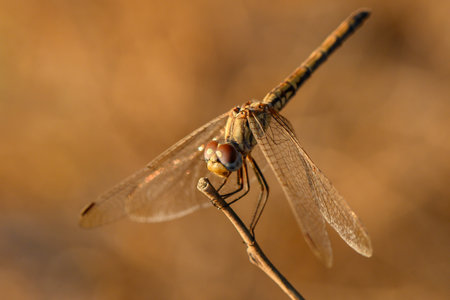Dragonfly perched on a branch during sunset in nature. Warm golden light illuminates delicate wings...