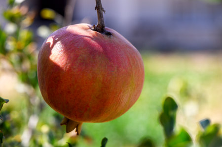 Close up of a ripe pomegranate fruit hanging on a branch in Cyprus. Natural sunlight, Mediterranean...