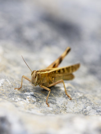 Yellow grasshopper resting on gray stone in sunlight. High quality Bright yellow grasshopper sits on...
