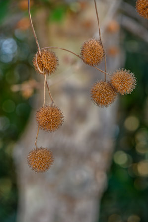 Macro shot of platanus seed balls in the foreground, bathed in warm sunlight, ideal for seasonal,...
