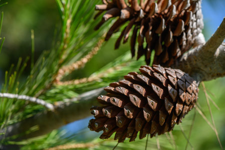 Sunlit Detailed macro of an open pine cone resting on a branch, glowing in warm sunlight, perfect...