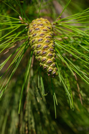 Beautiful open pine cone glowing in sunlight on forest branch. High quality Macro shot of open pine...