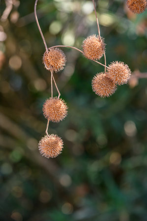 Sunlit platanus tree fruits in close-up foreground. High quality Close-up of platanus (plane tree)...