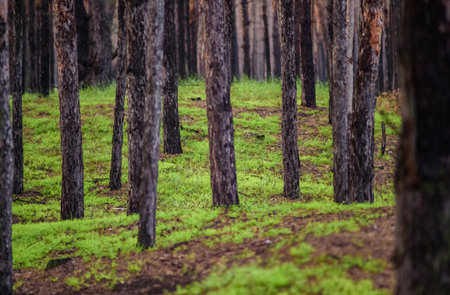 Grass in a forest recovering, perfect for nature and resilience photography themes.