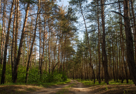 A stunning autumn forest blending coniferous and deciduous trees, ideal for nature and seasonal photography.の写真素材