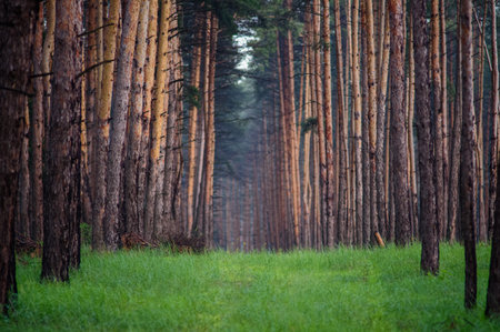 A tall, slender pine forest in Eastern Ukraine, perfect for nature and scenic landscape photography.の写真素材