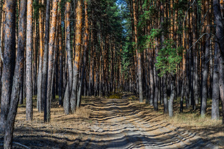 Autumn pine forest landscape in eastern Ukraine near Severodonetsk, showing nature, woodland, and...