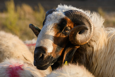 Close-up side profile of a male ram, Cyprus champion, on a farm. Traditional breed of Cyprus with prominent horns.の写真素材