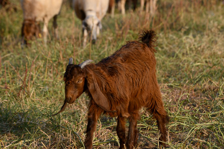 Brown Cyprus long-eared goat standing on a farm. Traditional breed commonly used for dairy and meat farming in Cyprus.の写真素材
