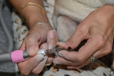 Female owner carefully trims her pugs claws using an electric nail grinder for pets.の写真素材