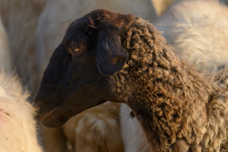 Close-up of a black sheep on a Cypriot pasture. Details of fur, face, and animal character.の写真素材