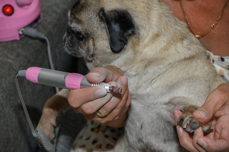 Woman carefully trims pugs nails with a grinder at home. Pet care and grooming.の写真素材