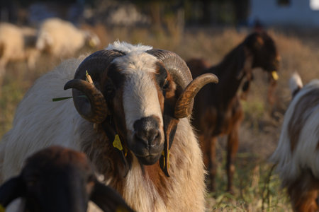 Close-up portrait of a ram on Cyprus pasture. Nature, farming, rural life, livestock.の写真素材