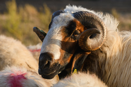 Close-up of a ram's head with spiral horns on a Cyprus pasture. Animal, farm, rural life.の写真素材
