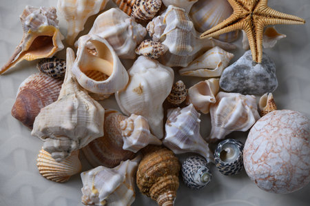 Starfish lying among seashells and pebbles on sandy beach. Summer, vacation, marine nature.の写真素材
