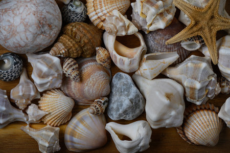 Close-up of seashells, pebbles and starfish on sand. Natural texture and sea theme.