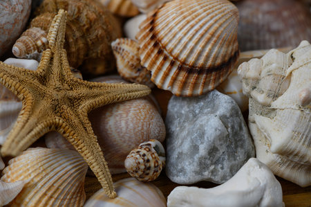 Starfish and seashells lying on sandy background. Summer, vacation, marine nature, coastline.