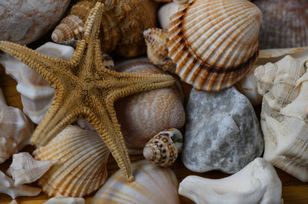Close-up of seashells, starfish and small stones. Natural texture, marine background, summer theme.
