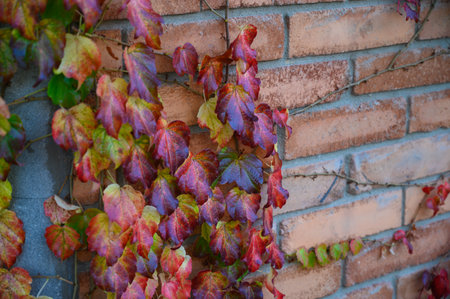 Branches of wild green ivy cover an old red brick wall. Nature blends with architecture, creating a picturesque and atmospheric scene.の写真素材