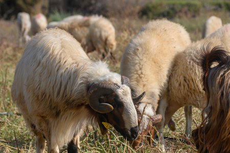 A ram with large horns stands among sheep on a green pasture in Northern Cyprus.