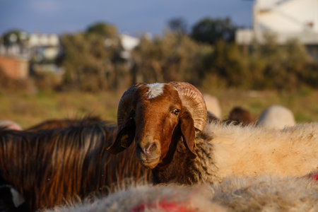 Two Cypriot sheep grazing peacefully on a green meadow. Bright sunlight illuminates their wool, creating a picturesque rural landscape.の写真素材