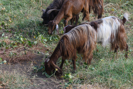 Black long-eared sheep graze on a green farm in Northern Cyprus. Close-up and panoramic views show their natural habitat and characteristics.の写真素材