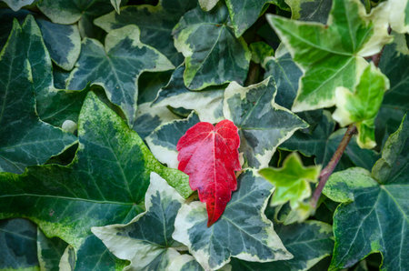 A red autumn leaf fell onto a green decorative ivy branch. The photo shows color contrast and leaf texture, perfect as a background and for graphic projects.の写真素材