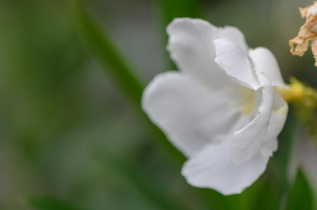 White oleander flowers close-up in a sunny garden, green foliage, natural light and soft background,...