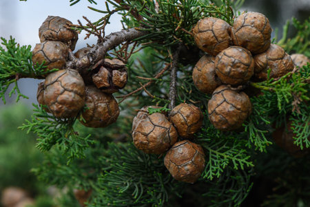Detailed view of cypress cones on evergreen branches. Natural conifer texture captured in an outdoor...