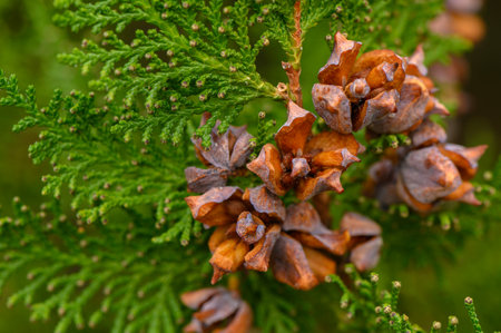 Close-up of green thuja cones growing on evergreen branches. Detailed texture of ornamental conifer with natural background.の写真素材