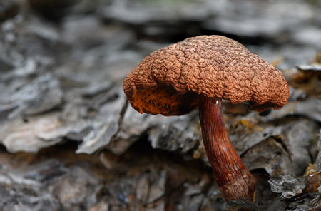 Close-up of a withered mushroom attached to an old dead tree trunk, showcasing textures of decay and woodland nature.の写真素材