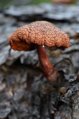 Close-up of a dry mushroom growing on the trunk of a dead tree, showing texture and natural decay in woodland environment.の写真素材